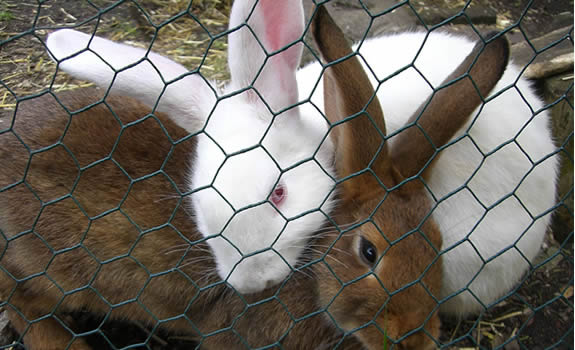 Hexagonal Wire Netting
